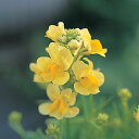花 種 リナリア イエローグッピー タキイ種苗 プロ向け 家庭菜園 営利用 花のある暮らし 大量 生産 フラワー