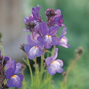 花 種 リナリア ブルーグッピー タキイ種苗 プロ向け 家庭菜園 営利用 花のある暮らし 大量 生産 フラワー