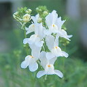 花 種 リナリア ホワイトグッピー タキイ種苗 プロ向け 家庭菜園 営利用 花のある暮らし 大量 生産 フラワー