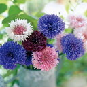花 種 矢車草 八重咲混合 タキイ種苗 プロ向け 家庭菜園 営利用 花のある暮らし 大量 生産 フラワー