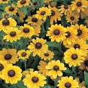花 種 ルドベキア トトレモン タキイ種苗 プロ向け 家庭菜園 営利用 花のある暮らし 大量 生産 フラワー