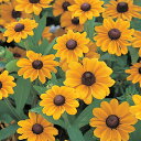 花 種 ルドベキア トトゴールデン タキイ種苗 プロ向け 家庭菜園 営利用 花のある暮らし 大量 生産 フラワー