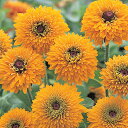 花 種 ルドベキア マヤ タキイ種苗 プロ向け 家庭菜園 営利用 花のある暮らし 大量 生産 フラワー