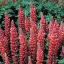 花 種 ルピナス ギャラリーレッド タキイ種苗 プロ向け 家庭菜園 営利用 花のある暮らし 大量 生産 フラワー