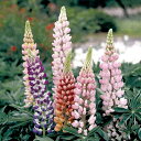 花 種 ルピナス ラッセル混合 タキイ種苗 プロ向け 家庭菜園 営利用 花のある暮らし 大量 生産 フラワー