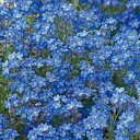 花 種 忘れな草 ドワーフブルー タキイ種苗 プロ向け 家庭菜園 営利用 花のある暮らし 大量 生産 フラワー