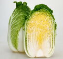 白菜 種 ことぶき ハクサイ カネコ 種 苗 おいしい 種類 家庭菜園 プロ向け 大袋 小袋 農家 セレクト