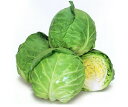 キャベツ 種 爽月 カネコ 種 苗 おいしい 種類 家庭菜園 プロ向け 大袋 小袋 農家 セレクト