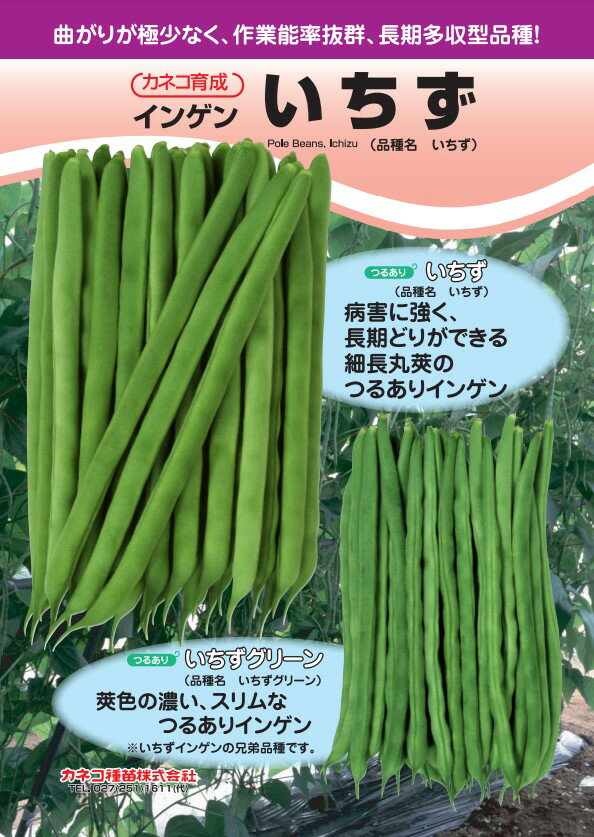 Rakuten - インゲン 種 いちず カネコ 種 苗 おいしい 種類 家庭菜園 プロ向け 大袋 小袋 農家 セレクト 野菜の種 菜園 畑 プランター栽培 ベランダ菜園 プランター菜園 家庭菜園初心者 園芸初心者 簡単栽培 野菜作り 自家栽培 露地栽培 ハウス栽培 地植え 鉢植え