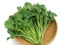 かきな 種 早生宮内菜 カネコ 種 苗 おいしい 種類 家庭菜園 プロ向け 大袋 小袋 農家 セレクト