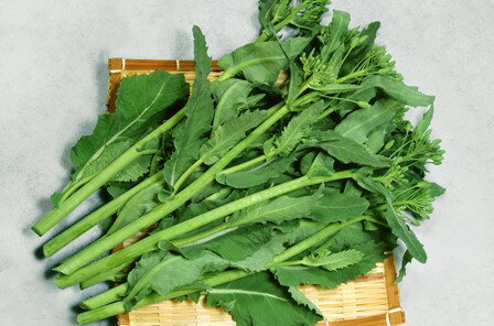 油菜 種 のらちゃん菜 カネコ 種 苗 おいしい 種類 家庭菜園 プロ向け 大袋 小袋 農家 セレクト
