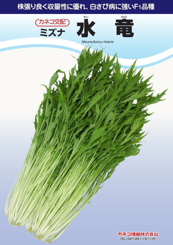 水菜 種 水滝 カネコ 種 苗 おいしい 種類 家庭菜園 プロ向け 大袋 小袋 農家 セレクト