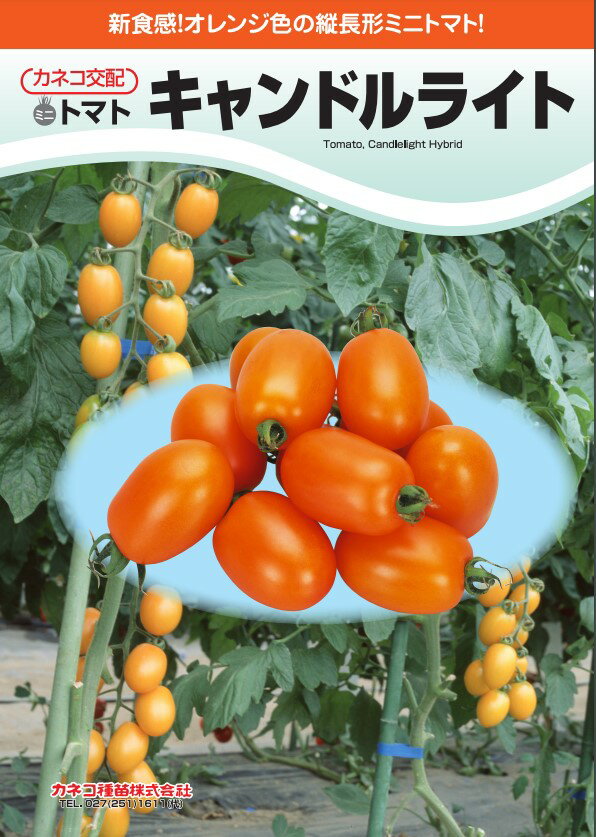 トマト 種 キャンドルライト カネコ 種 苗 おいしい 種類 家庭菜園 プロ向け 大袋 小袋 農家 セレクト