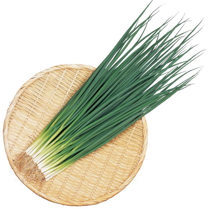 ネギ 種 竹千代 サカタ の タネ 営利用 プロ向け 大袋