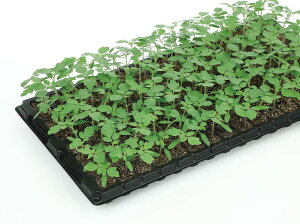トマト 種 台木 グランシールド サカタ の タネ 種類 家庭菜園 プロ向け 大袋 小袋 農家 セレクト