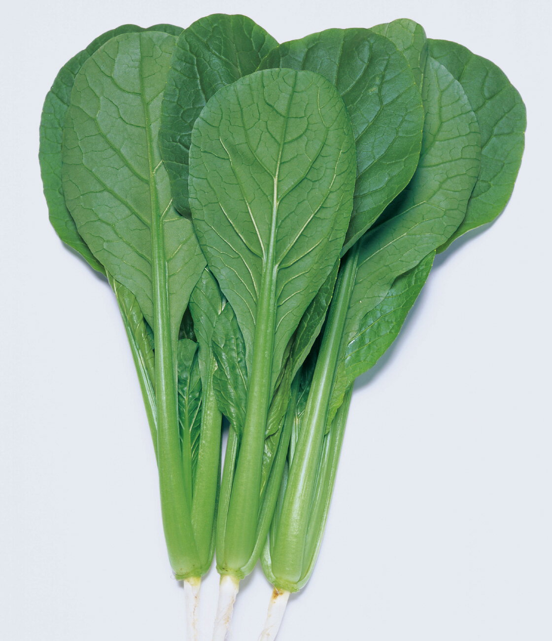 ������ �� �ڡ��� ������ ���� �����ڱ� �ץ����� ���� ���� ���� ���쥯�� ���� ���� ���ޥĥ�