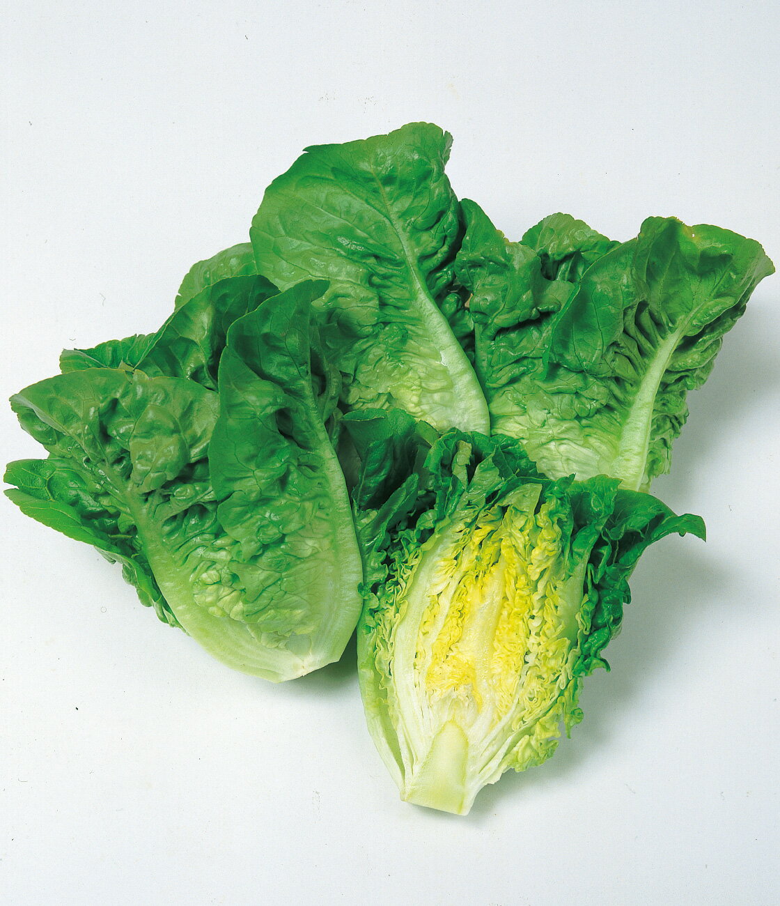 �쥿�� �� �ޥΥ� ������ ���� �����ڱ� �ץ����� ���� ���� ���� ���쥯�� ���� ���� ��ڤμ� �ڱ� Ȫ �ץ�󥿡����� �٥����ڱ� �ץ�󥿡��ڱ� �����ڱ�鿴�� ��ݽ鿴�� ��ñ���� ��ں�� ���Ⱥ��� Ϫ�Ϻ��� �ϥ������� �Ͽ��� ȭ����