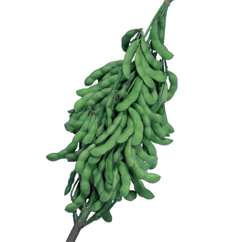 枝豆 種 酒の友 松島交