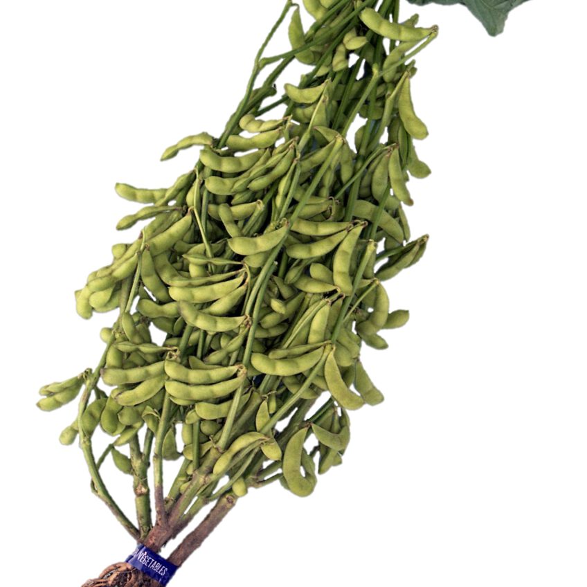 茶豆 種 はやいっ茶 松島交配 枝豆 エダマメ 渡辺採種場 種 苗 野菜 タネ プロ向け 家庭菜園 農家 セレクト たね 畑 種まき おいしい 畑仕事 送料無料 自然栽培野菜 えだまめ 種子 2000 お酒 ビール つまみ お 酒 の おつまみ 野菜種子 キット 野菜種