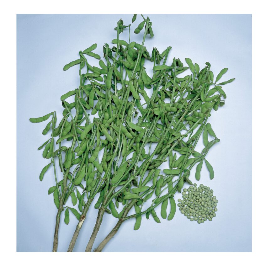 枝豆 種 青ばた 大豆 �