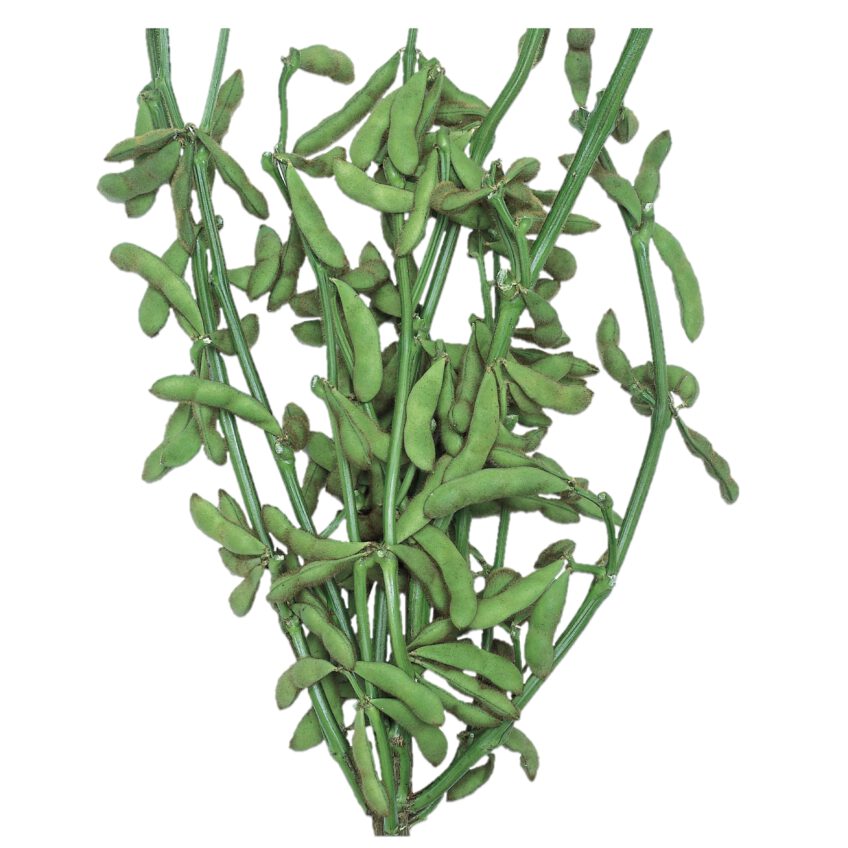 枝豆 種 ひざ栗毛 大豆