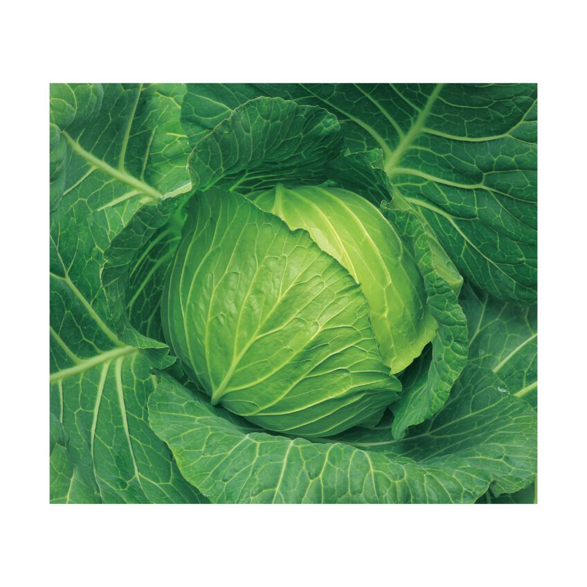 キャベツ 種 翠園 松島交配 渡辺採種場 おいしい 種類 家庭菜園 プロ向け 大袋 小袋 農家 セレクト