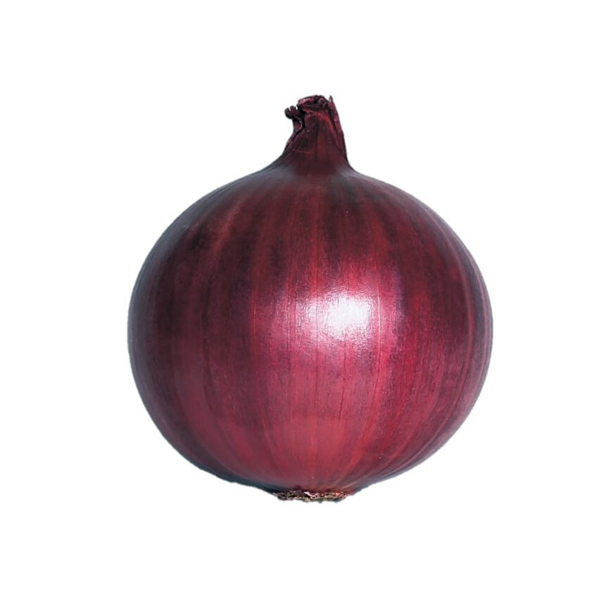 玉ねぎ 種 北のルージュ 松島交配 タマネギ 渡辺採種場 苗 おいしい 種類 家庭菜園 プロ向け 大袋 小袋 農家 セレクト