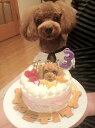 ワンコケーキ*フルーツデコレーションケーキ*S（犬用ケーキ・犬ケーキ・誕生日） 3