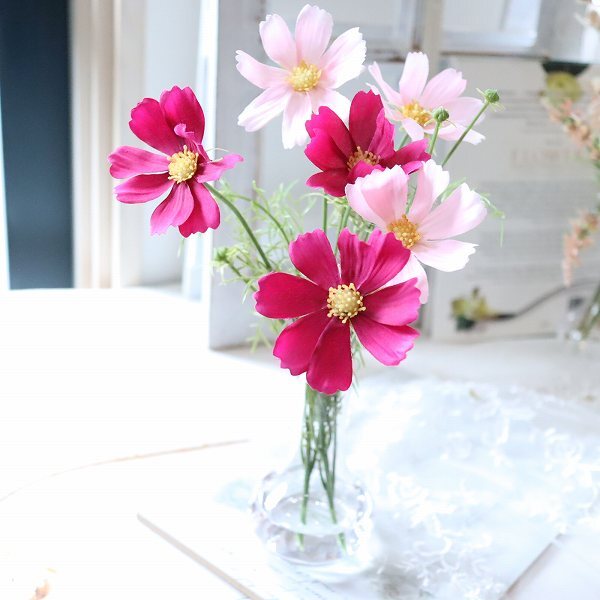 秋桜(コスモス)　マジカルウォーター　敬老の日　インテリア　ギフト　魔法の水　171