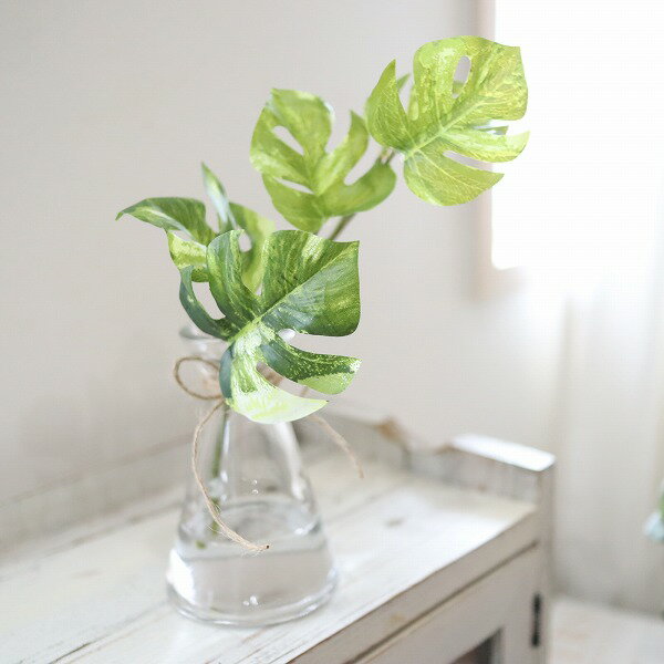 モンステラ　観葉植物　魔法の水　マジカルウォーター　インテリア　ギフト　お祝い　215