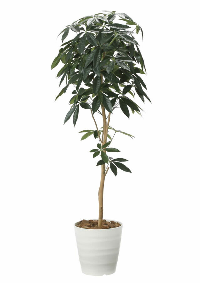 Rakuten - 光触媒 観葉植物 デザインパキラ1.6m 光の楽園（2008A270）