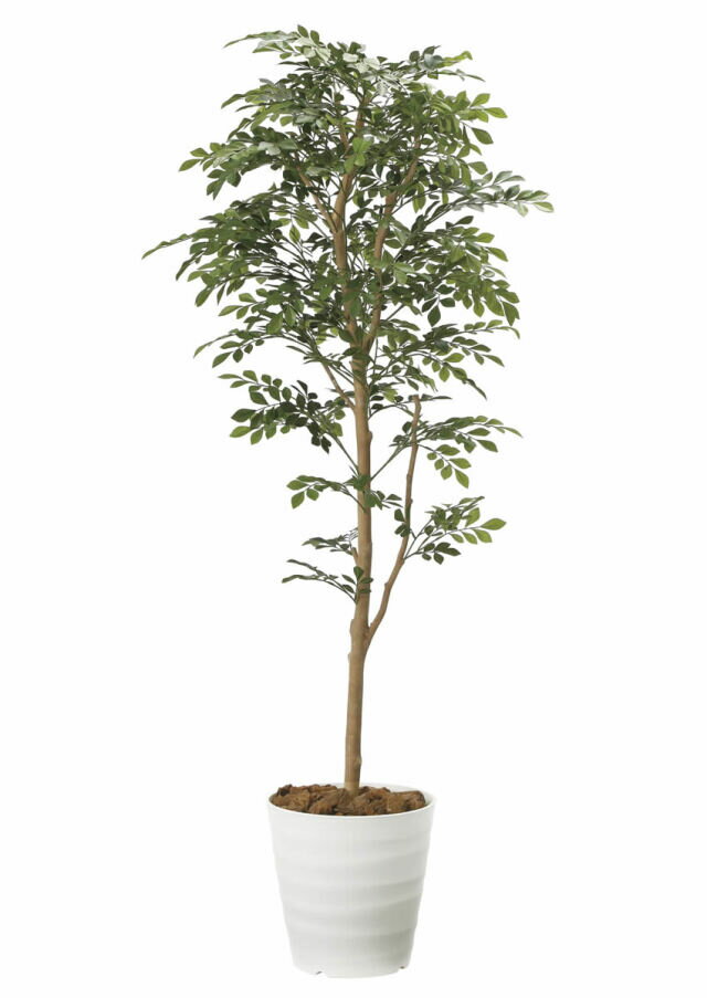 Rakuten - 光触媒 観葉植物 トネリコ1.6m 光の楽園（2107A320）