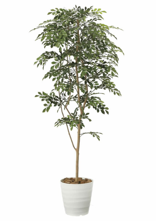 Rakuten - 光触媒 観葉植物 トネリコ1.8m 光の楽園（2094P380）