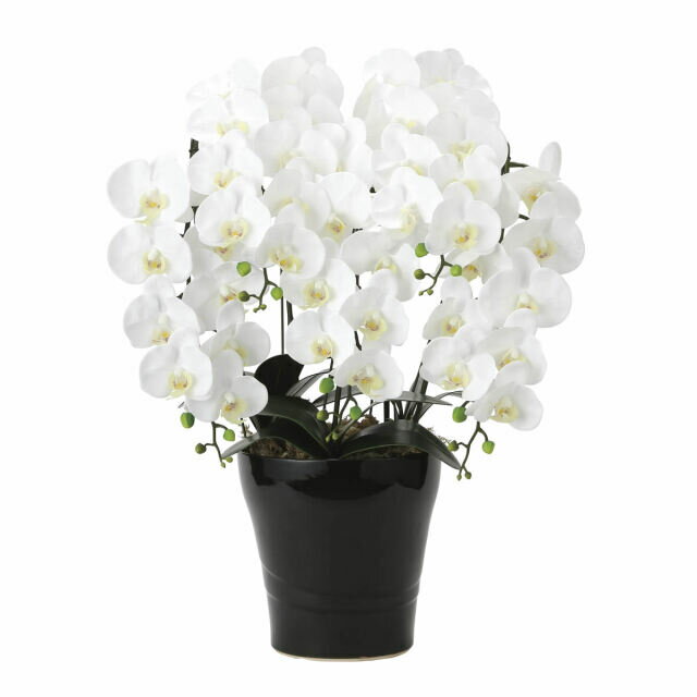 Rakuten - 光触媒 観葉植物 フレッシュ胡蝶蘭5本立W 光の楽園（2044A200）