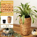 \ レビュー特典あり★ / プランター 5号 5号用 植木鉢 グリーンポット 鉢植え 丸 丸型 円 ウォーターヒヤシンス 水草 アジアン リゾート インナーボックス 丸洗い ごみ箱 ゴミ箱 分別 野菜ストッカー キッチン 軽量 軽い ベージュ ブラウン 茶色