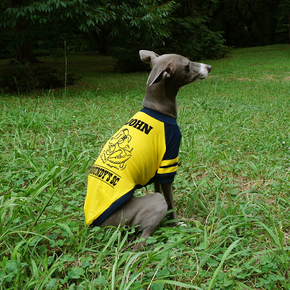 名入れ/ネームイン アメフト ラグラン Tシャツ【 犬 服 イタグレ服 イタリアングレーハウンド イタリアングレイハウ…