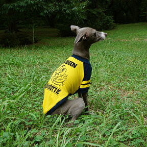 名入れ/ネームイン アメフト ラグラン Tシャツ【 犬 服 イタグレ服 イタリアングレーハウンド イタリアングレイハウンド Tシャツ 服 ハウンディーズ HOUNDY'S 】【メール便 送料無料 】