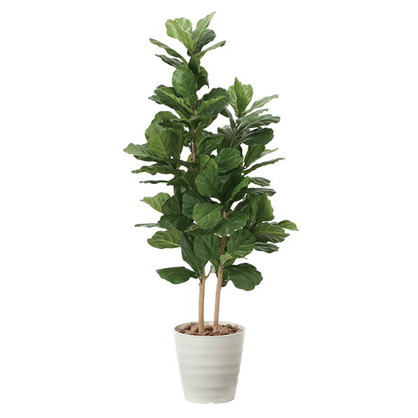 Rakuten - 光触媒 観葉植物 植物 グリーン おしゃれ インテリア カシワバゴム 人工観葉植物 高さ160cm