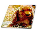 【中古】【輸入品・未使用】CT 486犬Irish Setter???Irish Setter Puppy???タイル 4-Inch-Ceramic ct_486_1(4)