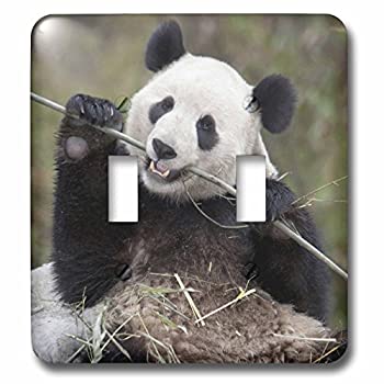 【中古】【輸入品・未使用】3drose LSP 132354?_ 2中国、Wolong、Giant Panda Bear Eating竹as07?aga0009アリスガーランドライトスイッチカバー 【中古】【輸入品・未使用】3drose LSP 132354?_ 2中国、Wolong、Giant Panda Bear Eating竹as07?aga0009アリスガーランドライトスイッチカバー