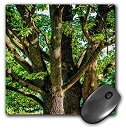 【中古】【輸入品 未使用】3dRose Mouse Pad Old Oak Trees in Summer 8 x 8 039 (mp_273231_1) 並行輸入品