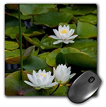 【中古】【輸入品・未使用】3dRose Mouse Pad USA Michigan Pictured Rock White Water Lily in a Pond 8 x 8' (mp_259519_1) [並行輸入品]