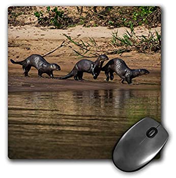 yÁzyAiEgpz3dRose Giant Otter Pteronura brasiliensis Pantanal Mato Grosso Brazil Mouse Pad 8' by 8' (mp_228670_1) [sAi]