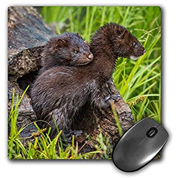 yÁzyAiEgpz3dRose USA Minnesota. Mink Kits in Log Watching for Mother Mouse Pad 8' by 8' (mp_231020_1) [sAi]