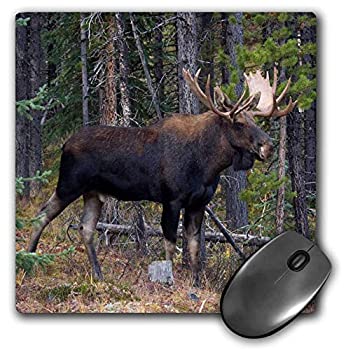 šۡ͢ʡ̤ѡ3dRose Alberta Wildlife Moose Mouse Pad 8' by 8' (mp_2266...