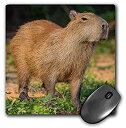 楽天アトリエ絵利奈【中古】【輸入品・未使用】3dRose Mouse Pad Brazil Pantanal A Capybara Walking Proudly. - 8 by 8-Inches （mp_278232_1） [並行輸入品]