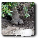 yÁzyAiEgpz3dRose Mouse Pad Rhino Foot On Sand Under Tree - 8 by 8-Inches (mp_216014_1) [sAi]