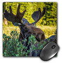 【中古】【輸入品 未使用】3dRose USA Colorado Arapaho National Forest. Wary Male Moose Mouse Pad 8 039 by 8 039 (mp_230398_1) 並行輸入品