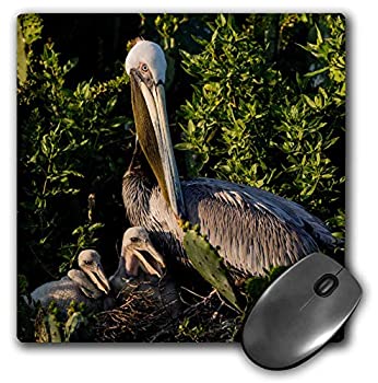 【中古】【輸入品・未使用】3dRose Brown Pelican Taking Care of Its Nestlings Mouse Pad (mp_279457_1) [並行輸入品]