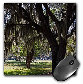 【中古】【輸入品・未使用】3D Rose'Georgia Fort Frederica National Monument Live Oak Trees' Matte Finish Mouse Pad - 8 x 8' - mp_230617_1 [並行輸入品]